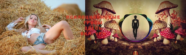 индика Белоозёрский